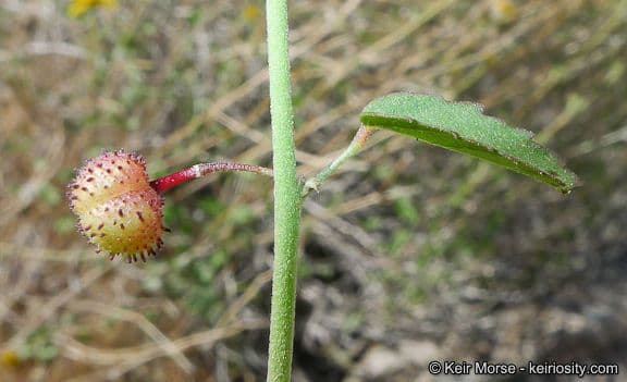 Ayenia compatta 5
