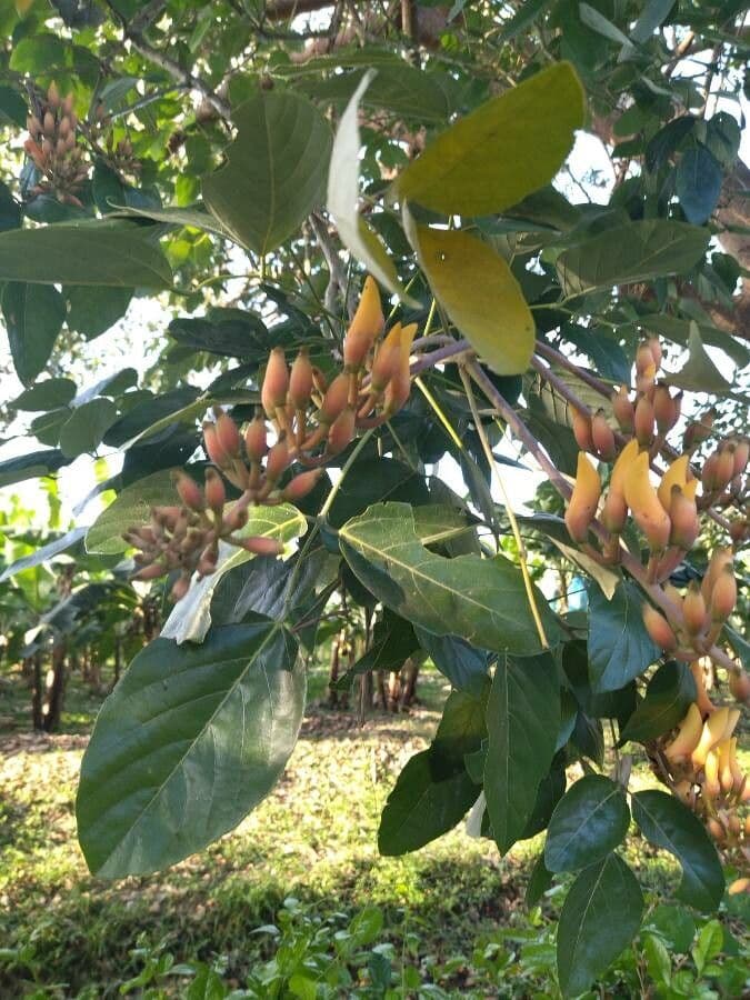 Erythrina bruna 19