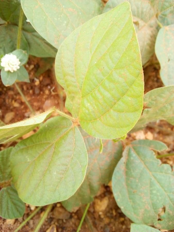 Calopogonium 18