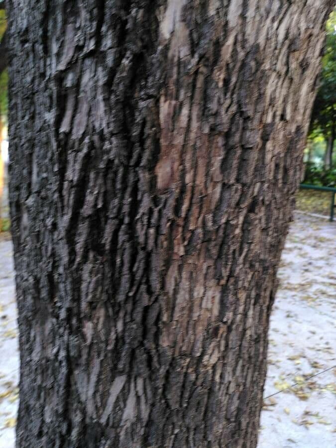 Jacaranda 25