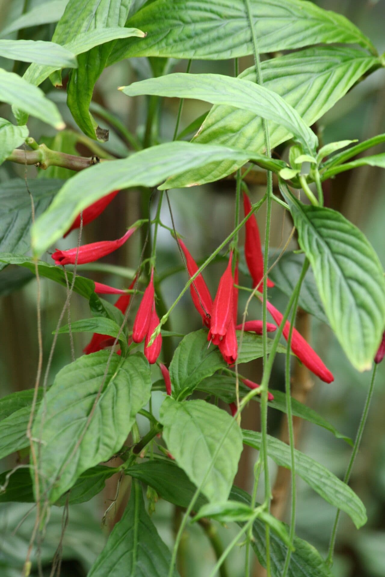 Odontonema 3
