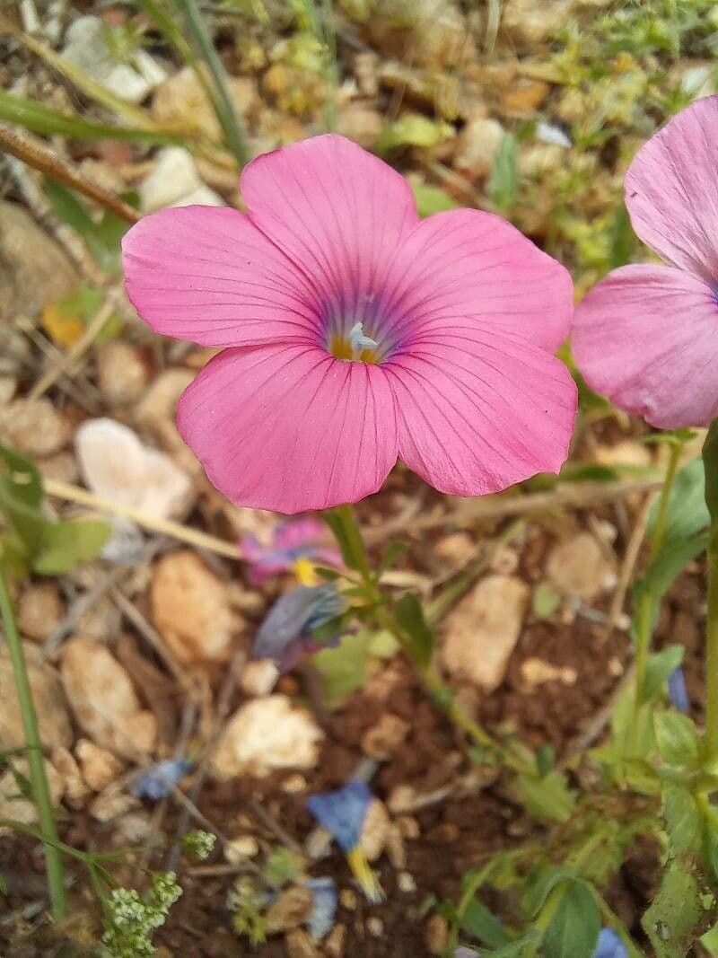 Flachs 4