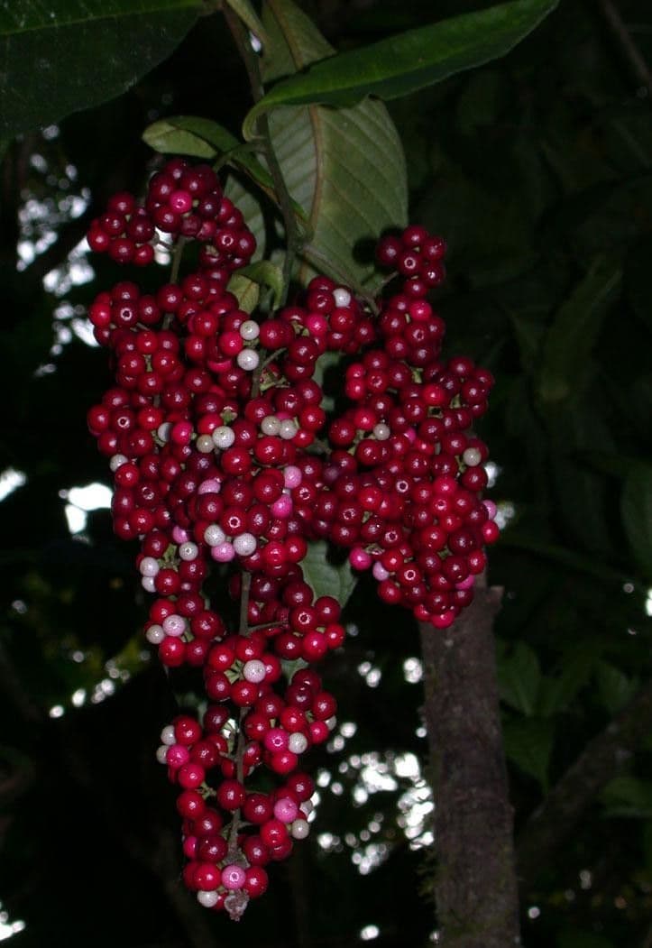 Ardisia 4
