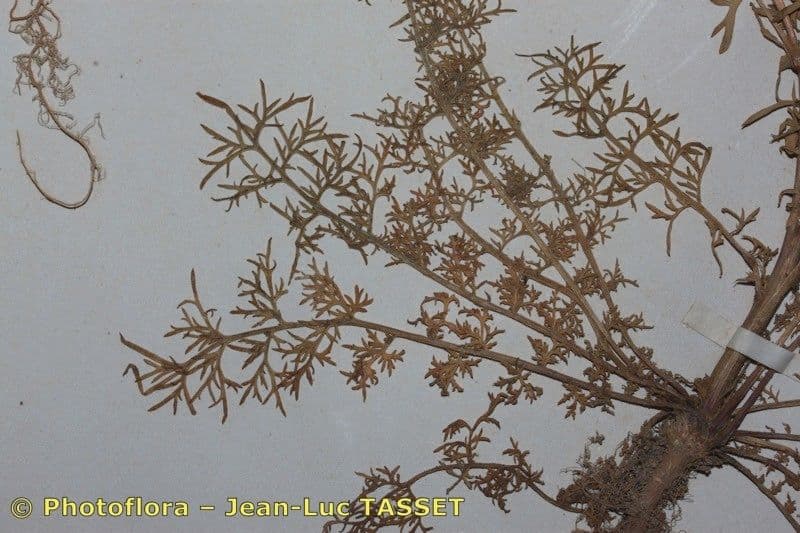 Lepidium perfoliatum 21