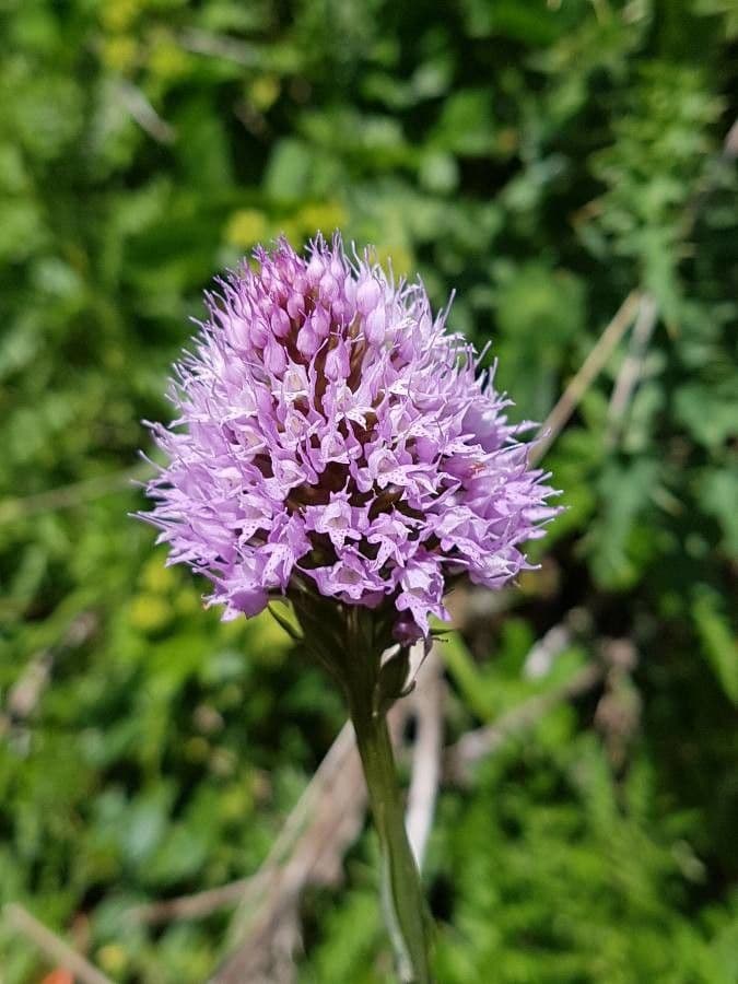 Kugelorchis 2
