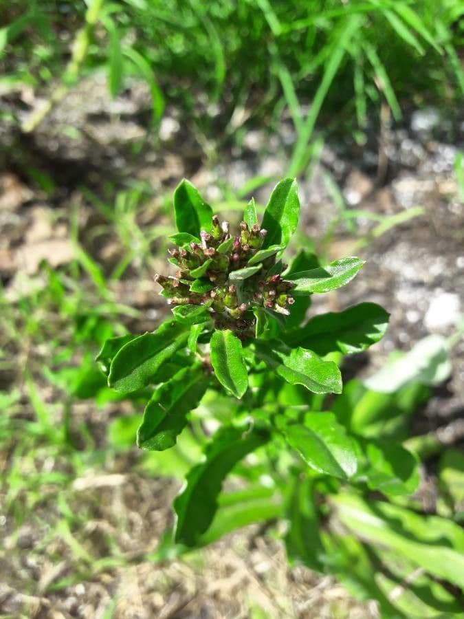 Gnaphalium americano 6
