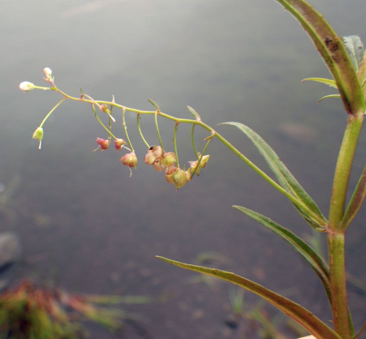 Veronica scudata 12