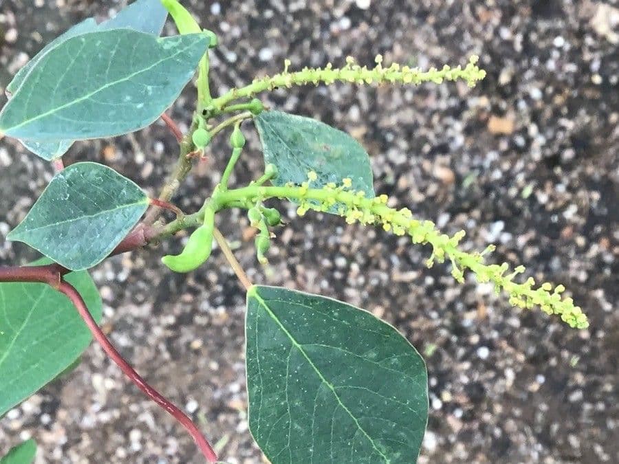 Homalanthus populifolius 10