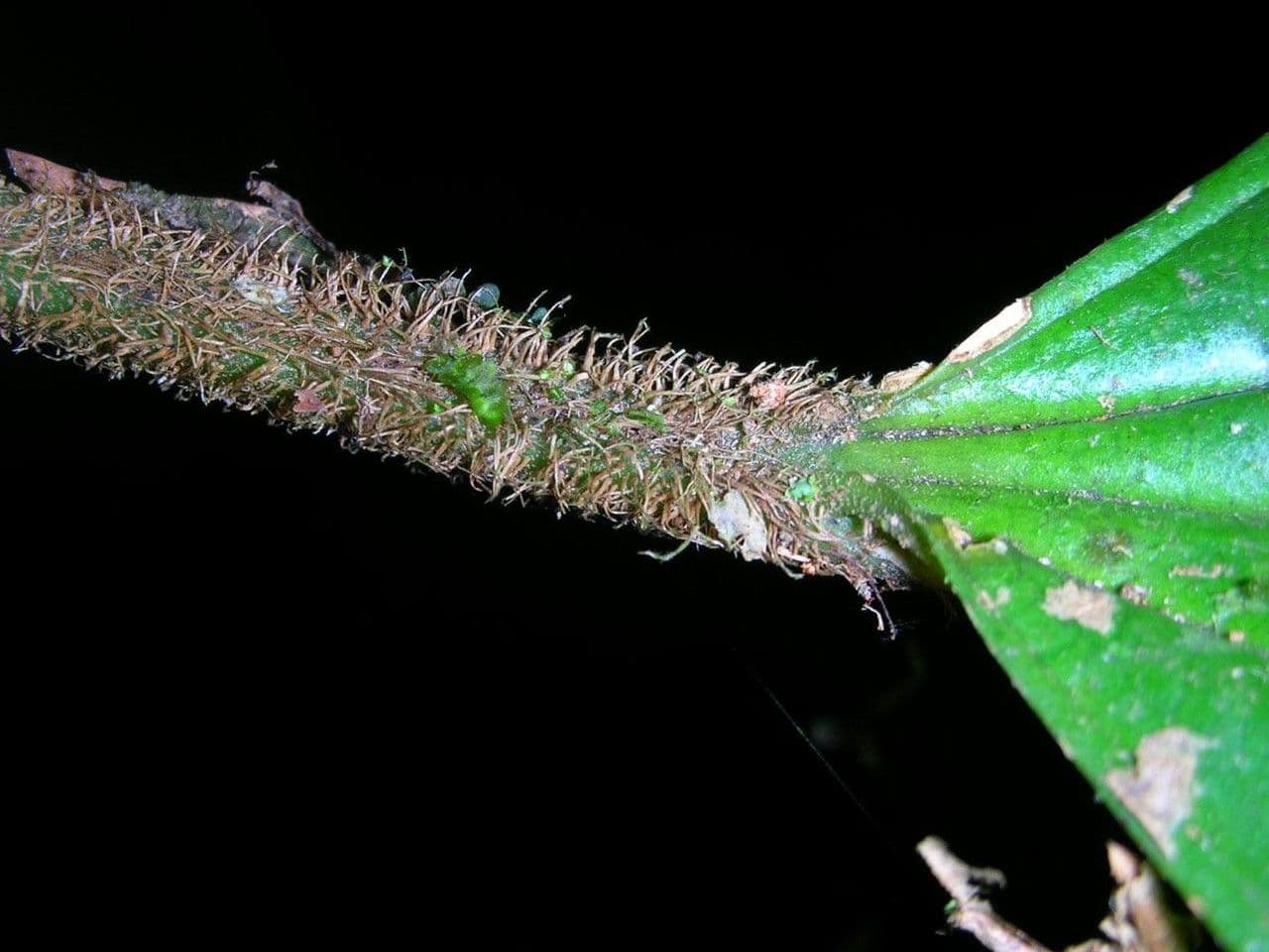 Miconia 16