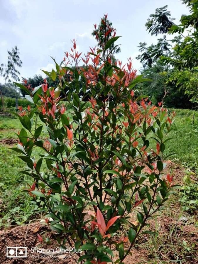 Photinia 13