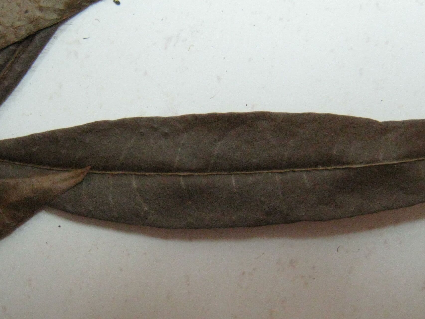 Inga 5