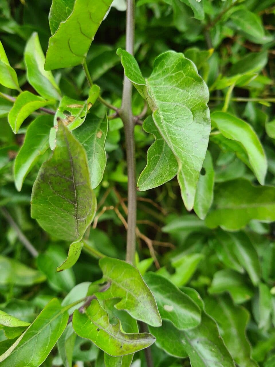 Solanum laxum 20