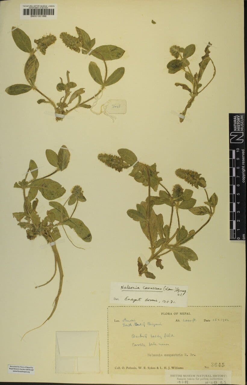Nelsonia canescens 23