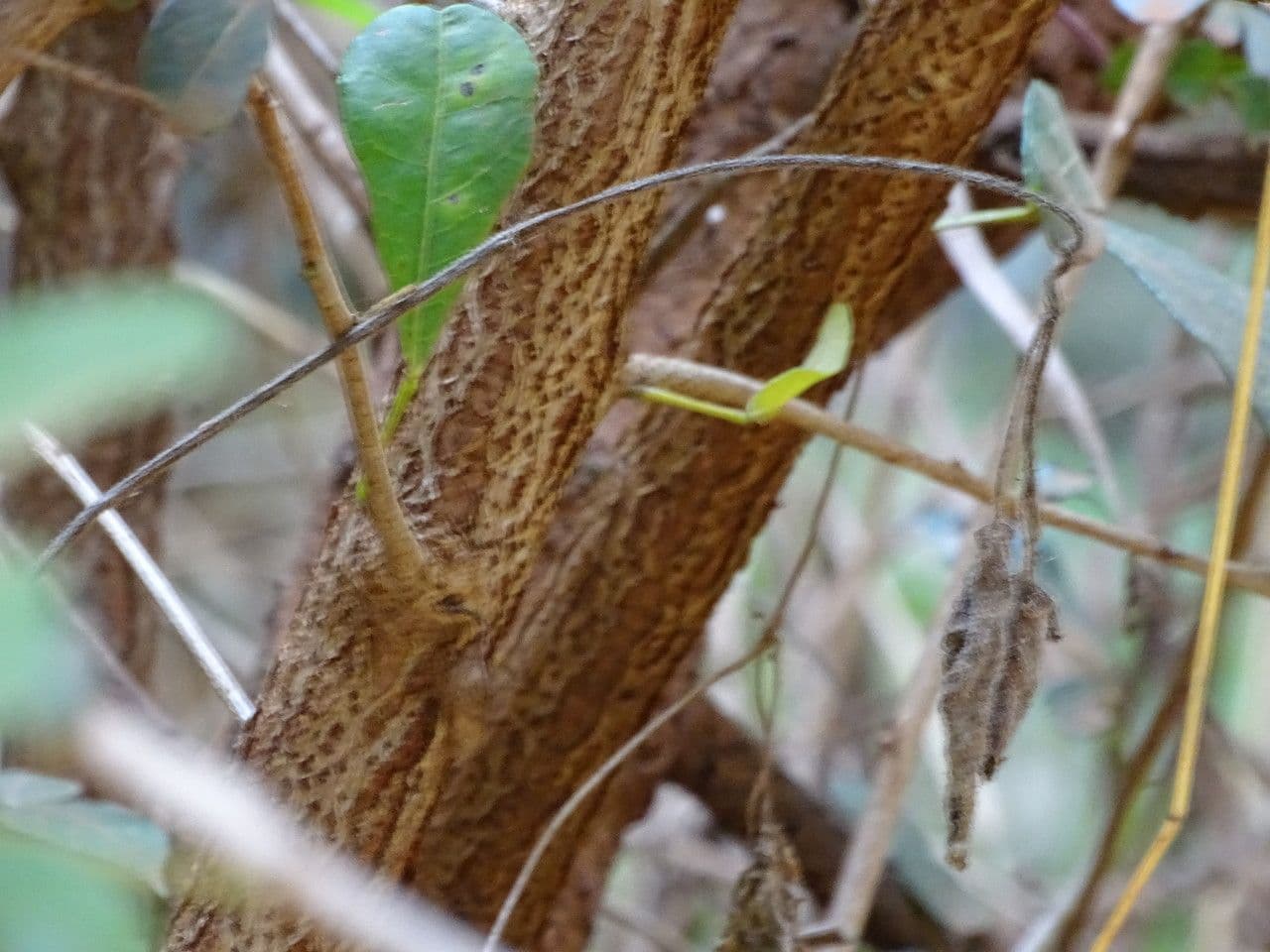 Searsia natalensis 21
