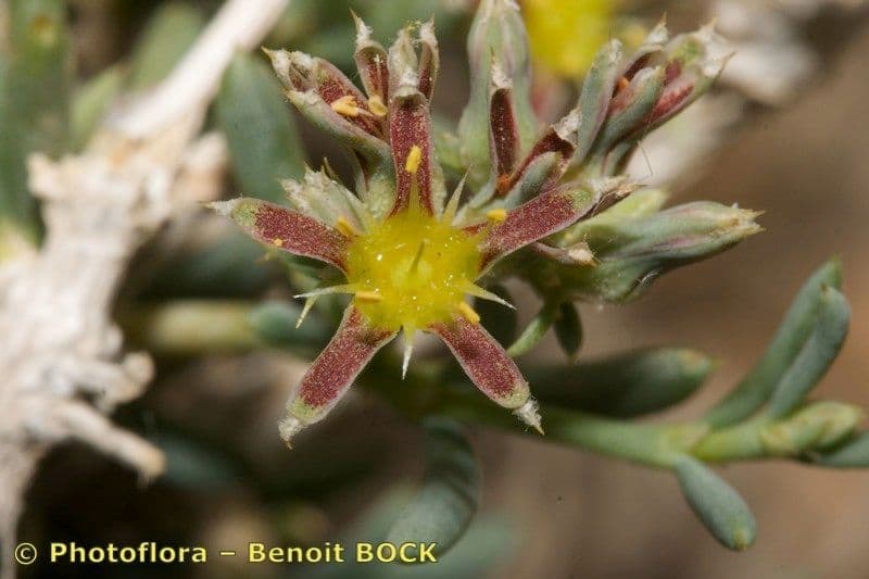 Gymnocarpos 5