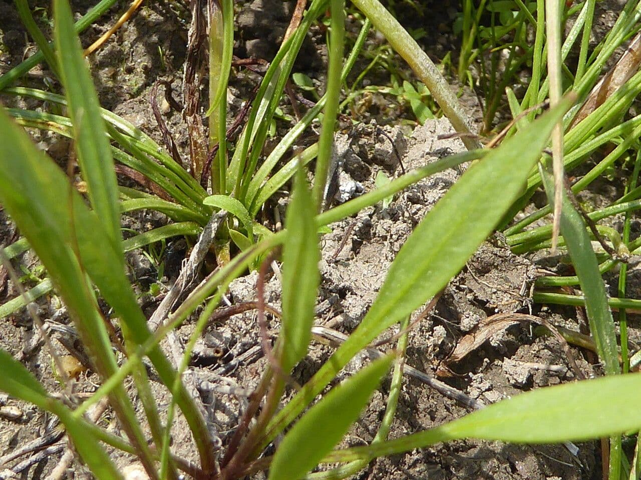 Alisma ranuncoloide 18