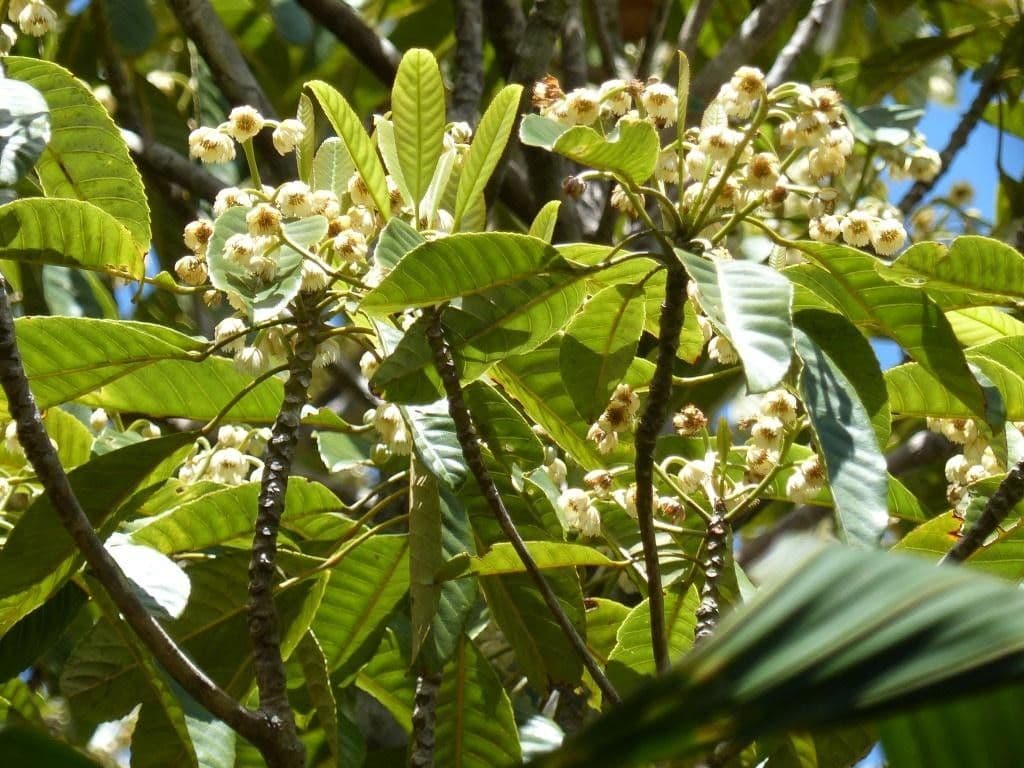 Yate-Elaeocarpus 13
