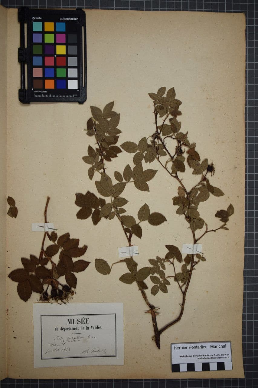Rosa tomentosa 28