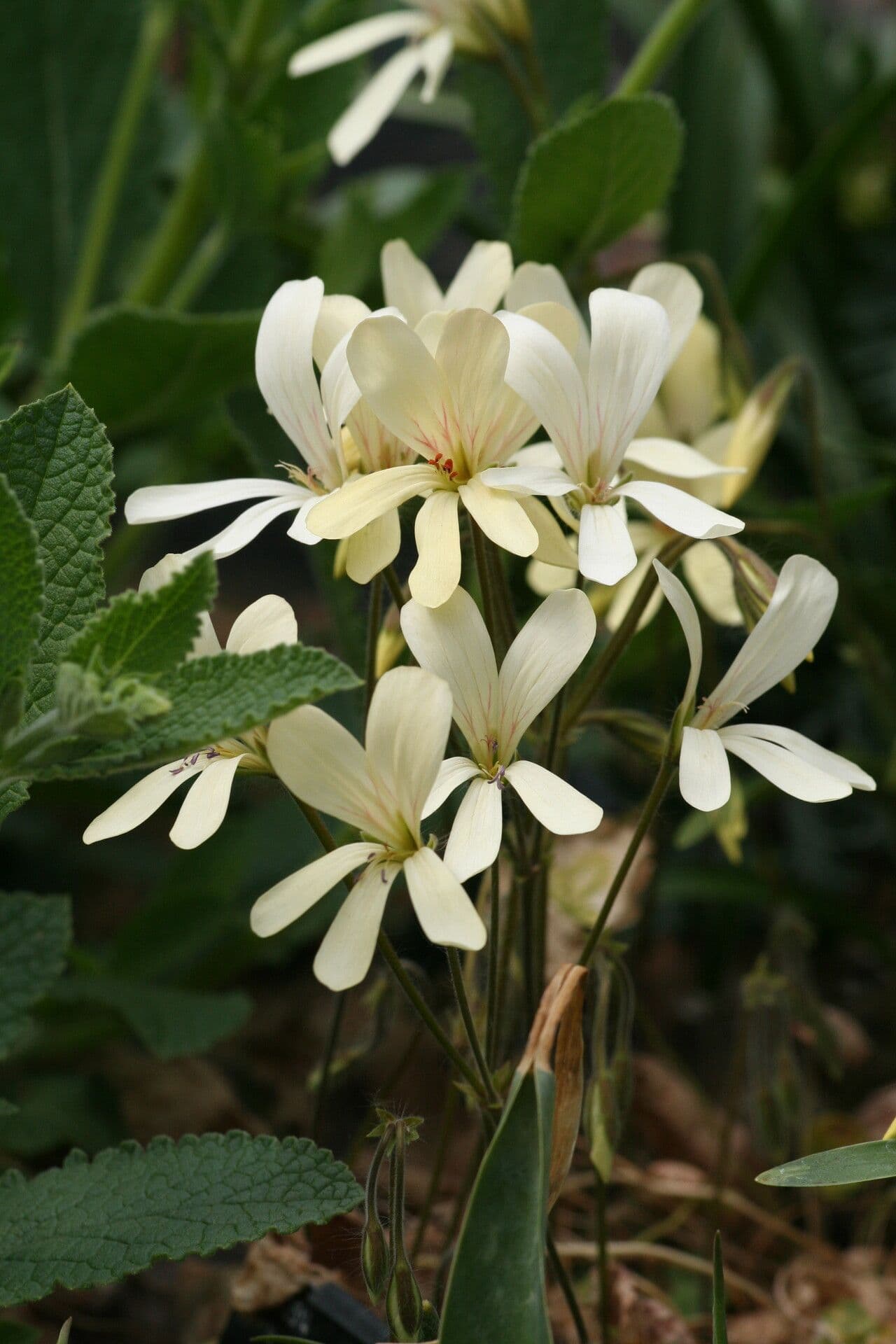 Geranium