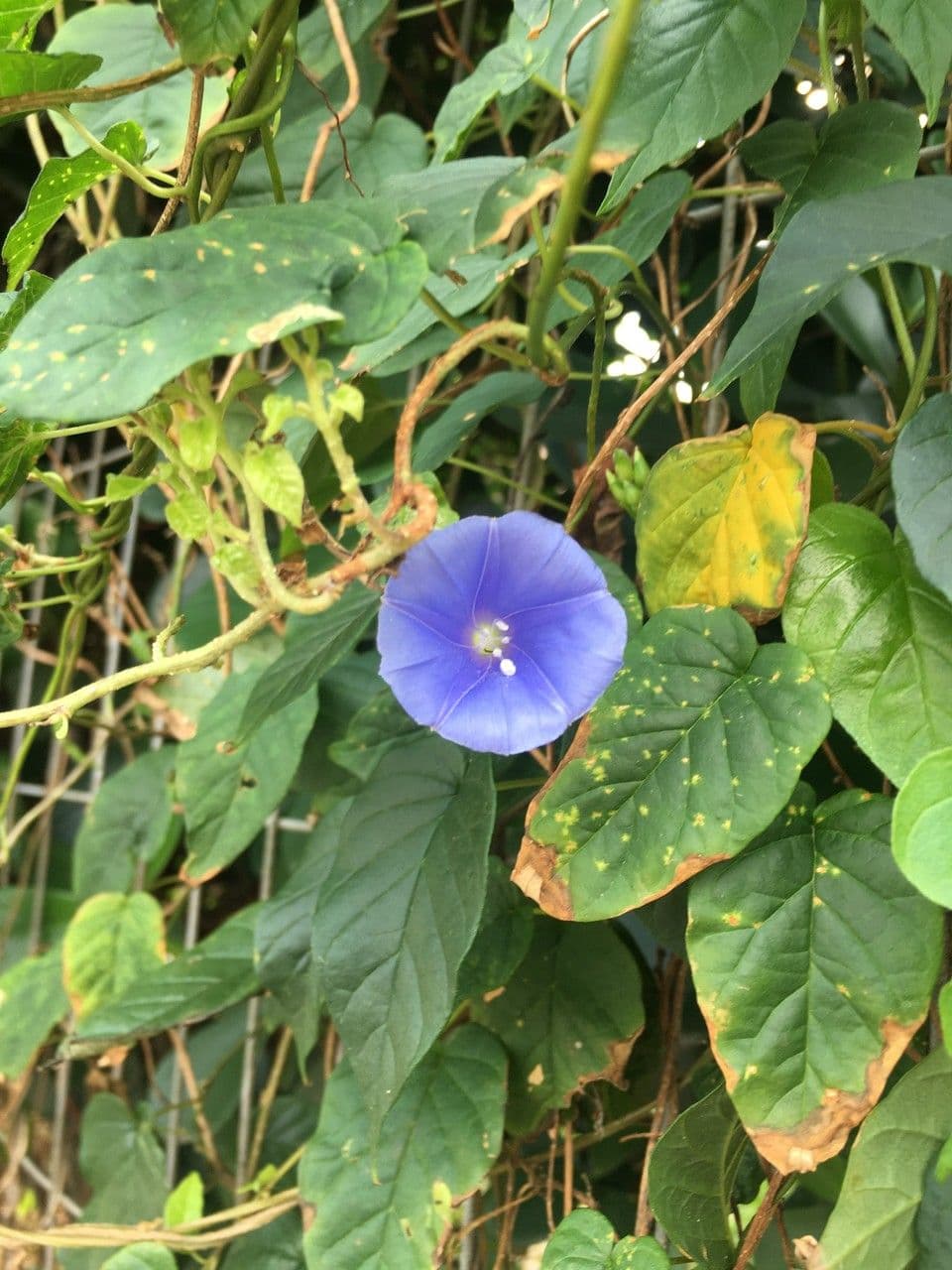 Jacquemontia pentanthos 3