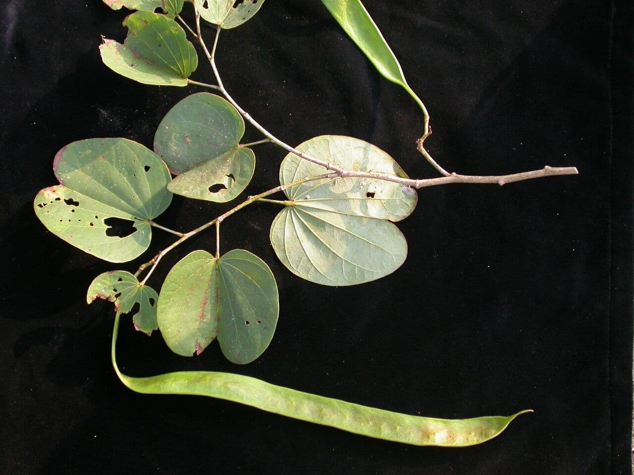 Malabarbauhinie