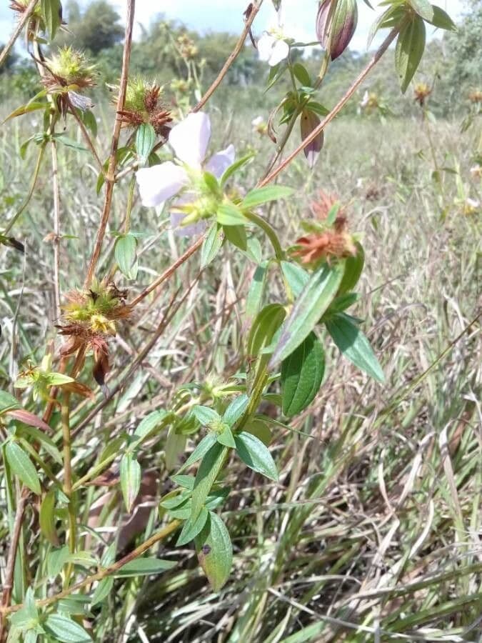 Falsa prateria 16