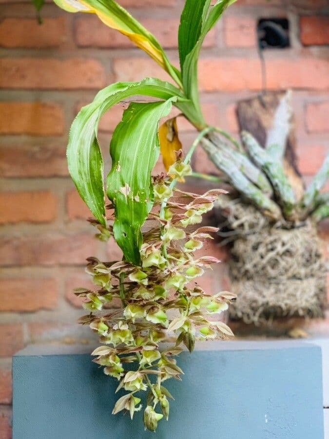 Orchidea střapkatá 4
