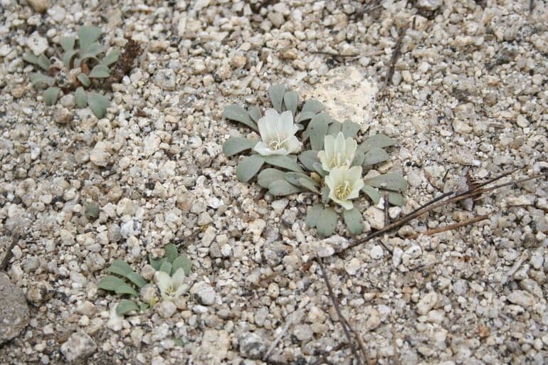 Lewisia 6