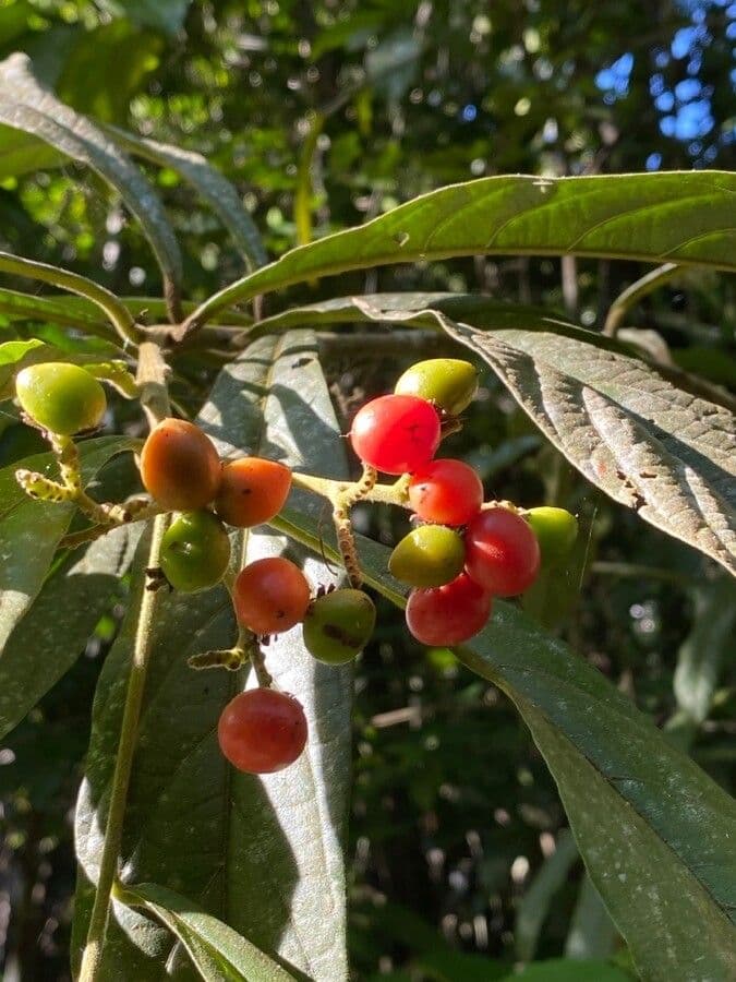 Cordia 4