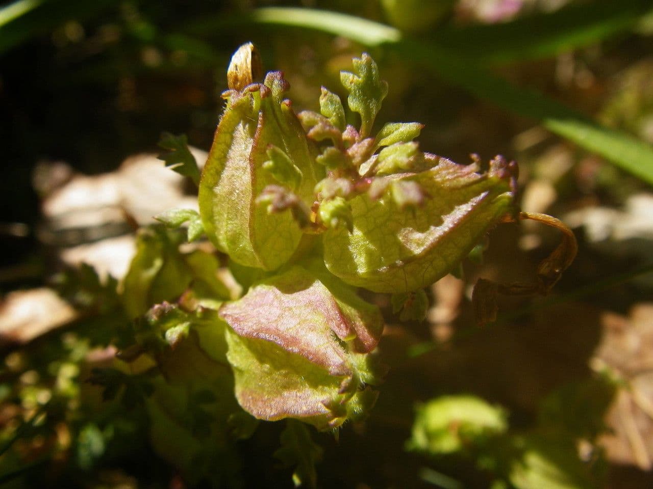 Pedicolare silvatica 5