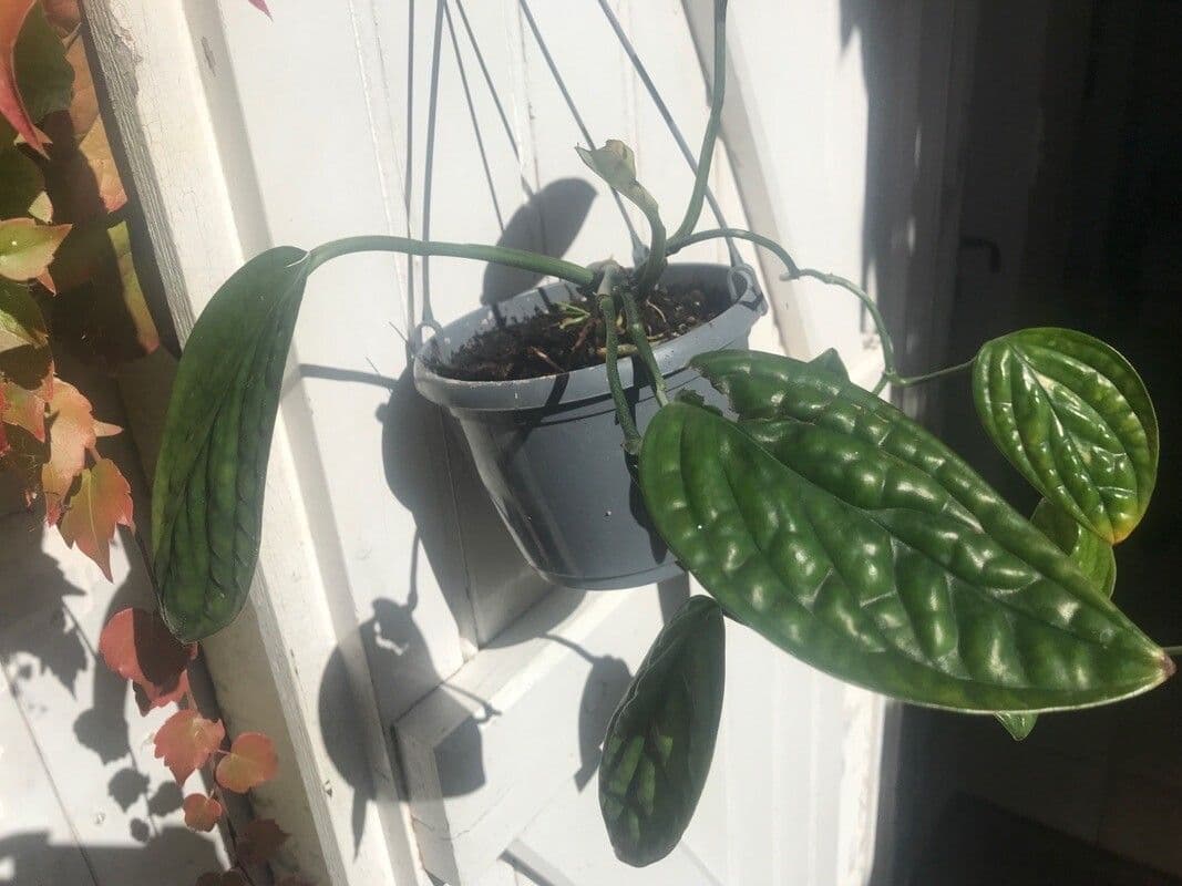 Monstera 4