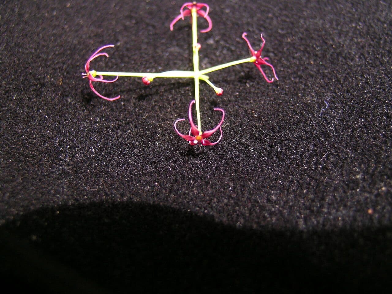 Acronema 4