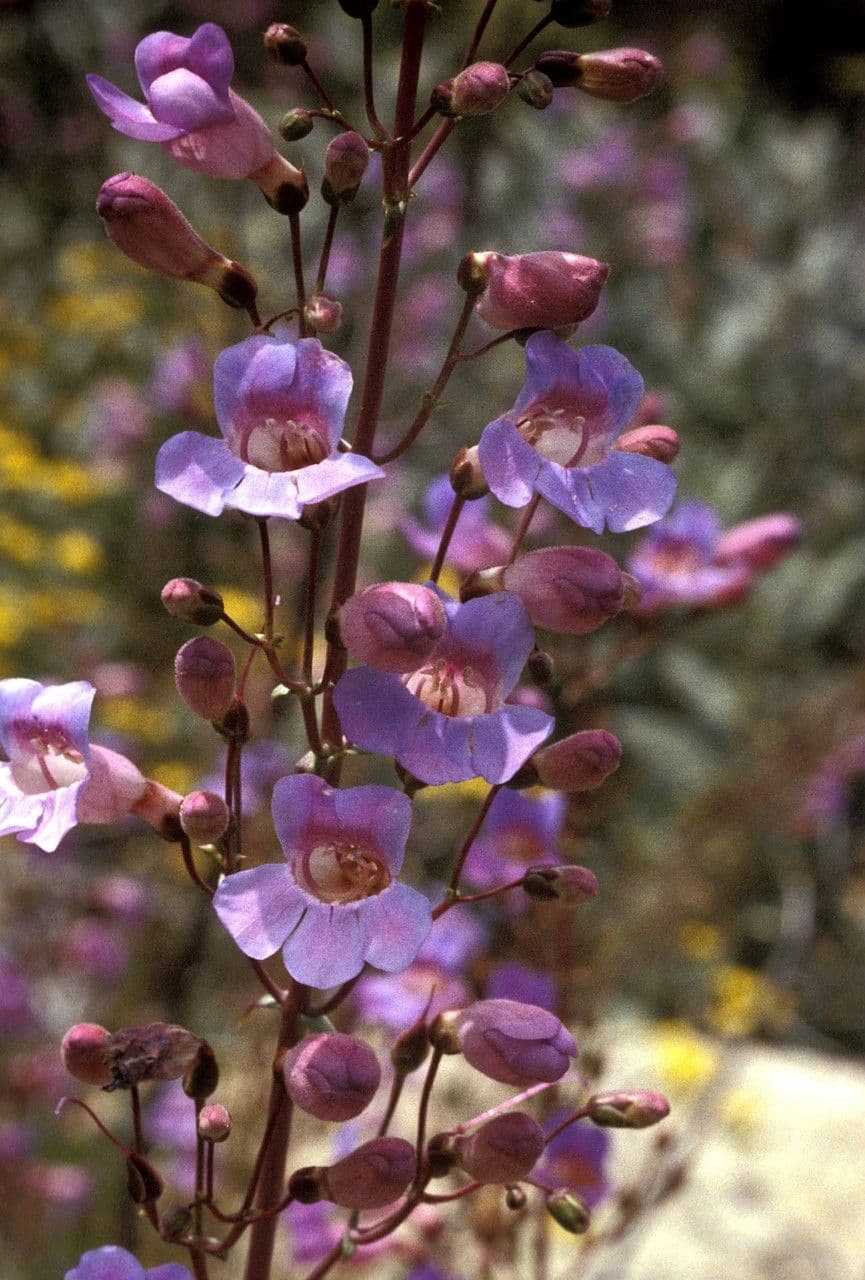 Linaria-like Penstemon 4