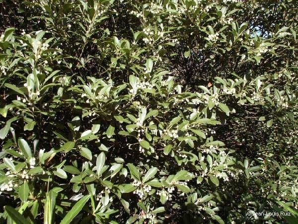 Elaeocarpus 7