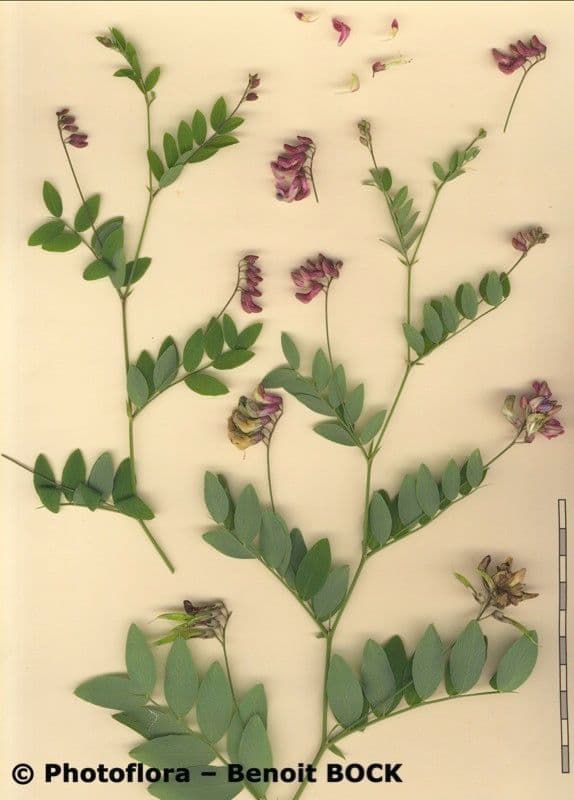 Cicerchia nera 27