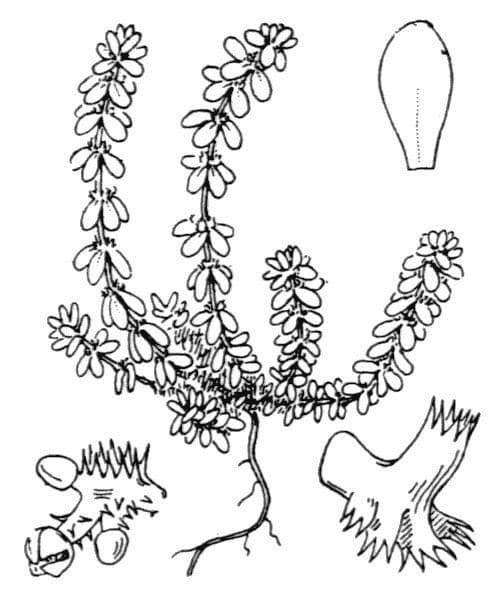Valantia muralis 22
