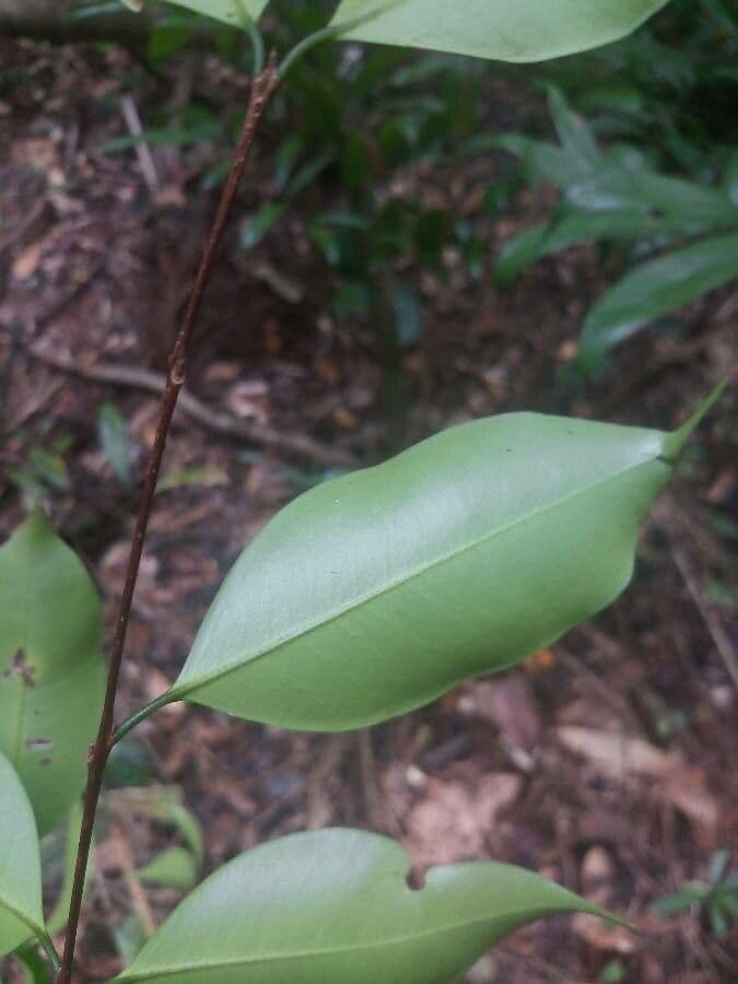 Eugenia 4