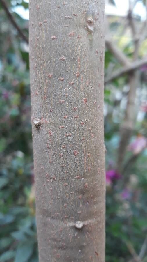 Myrsine coriacea 16
