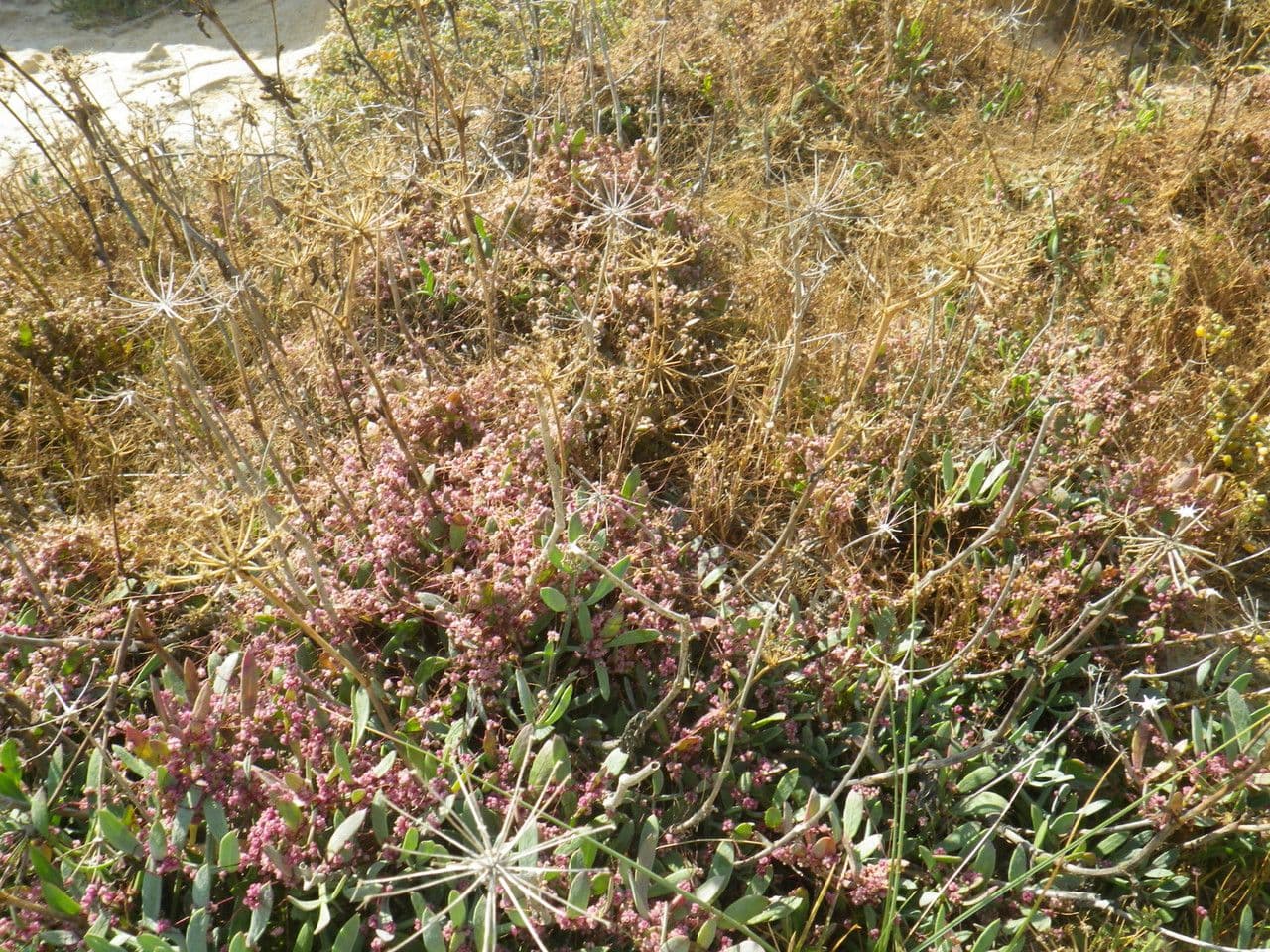 Cuscuta 9