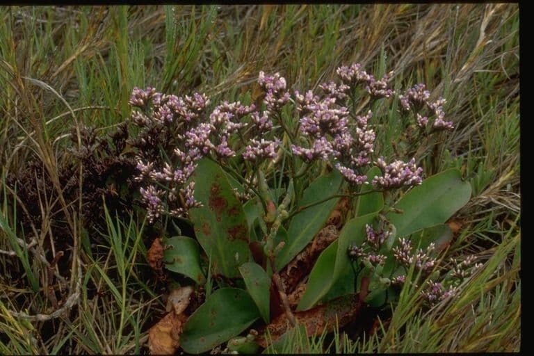 Limonium californicum 10