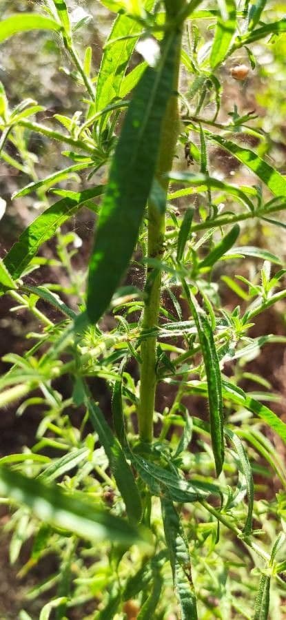 Inula fetida 33