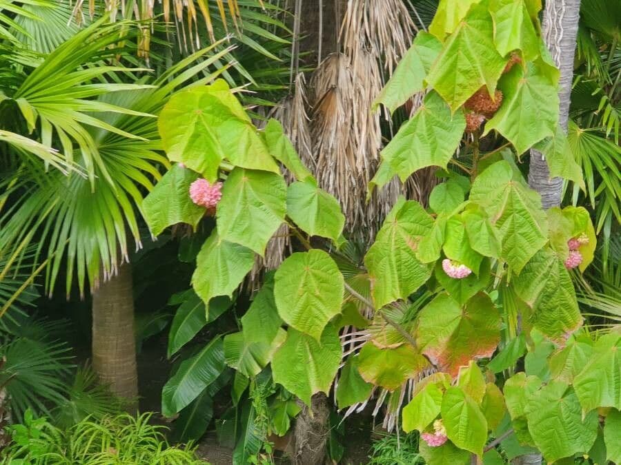 Dombeya 17