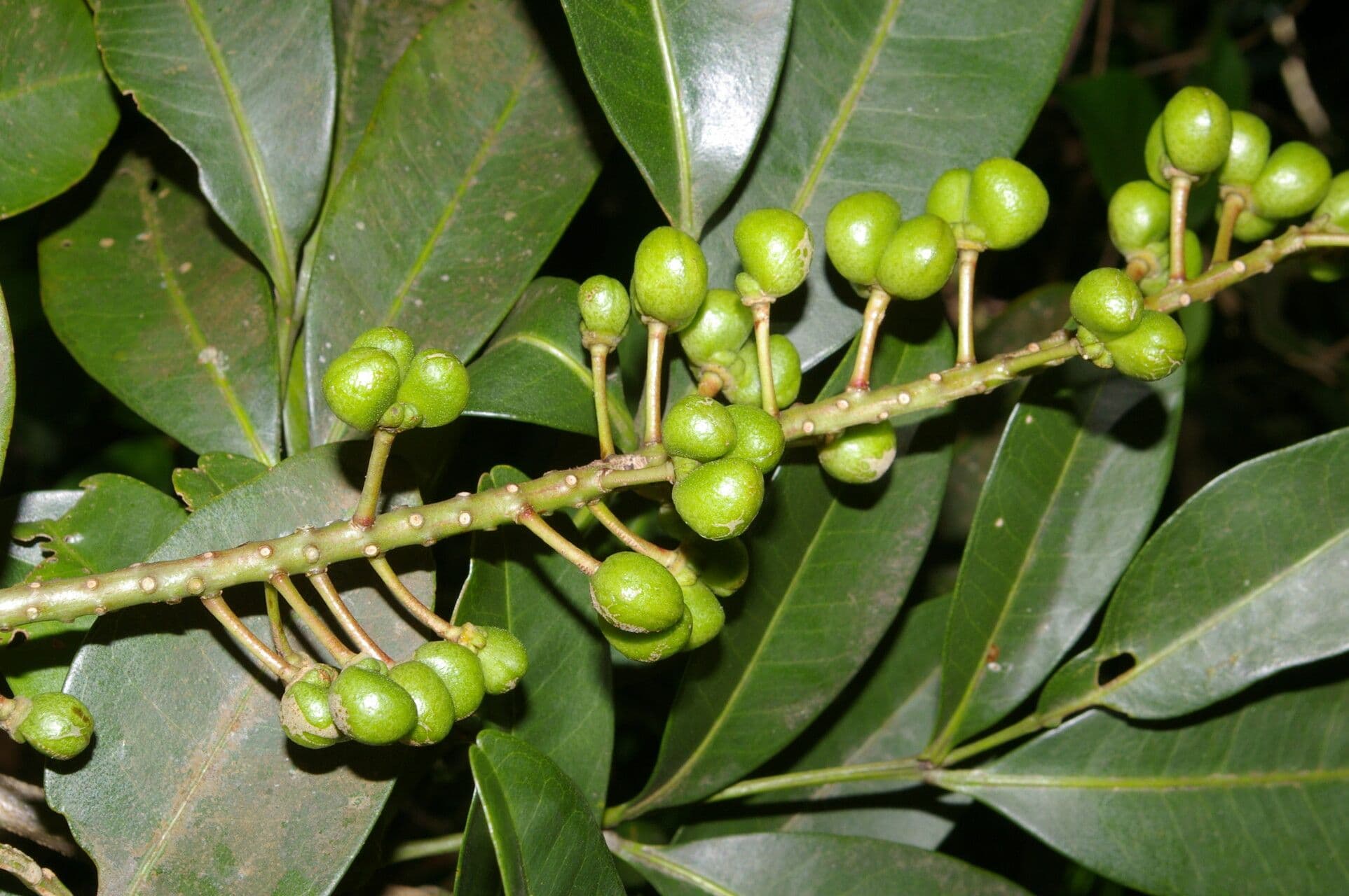 Aceitillo