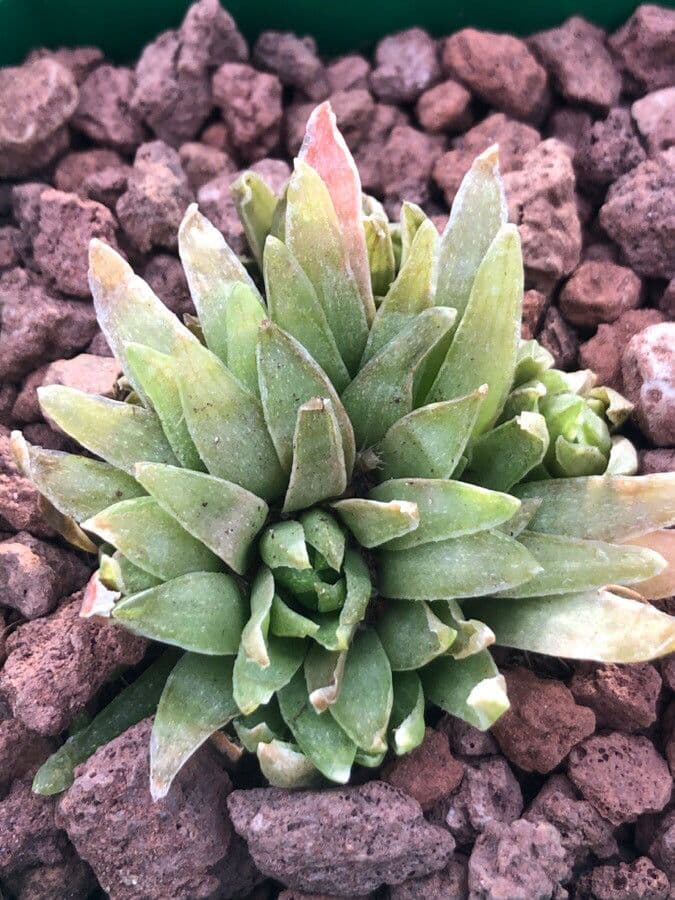 Haworthia 4