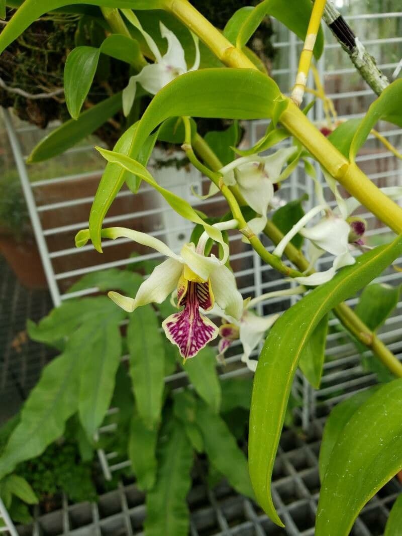 Dendrobium