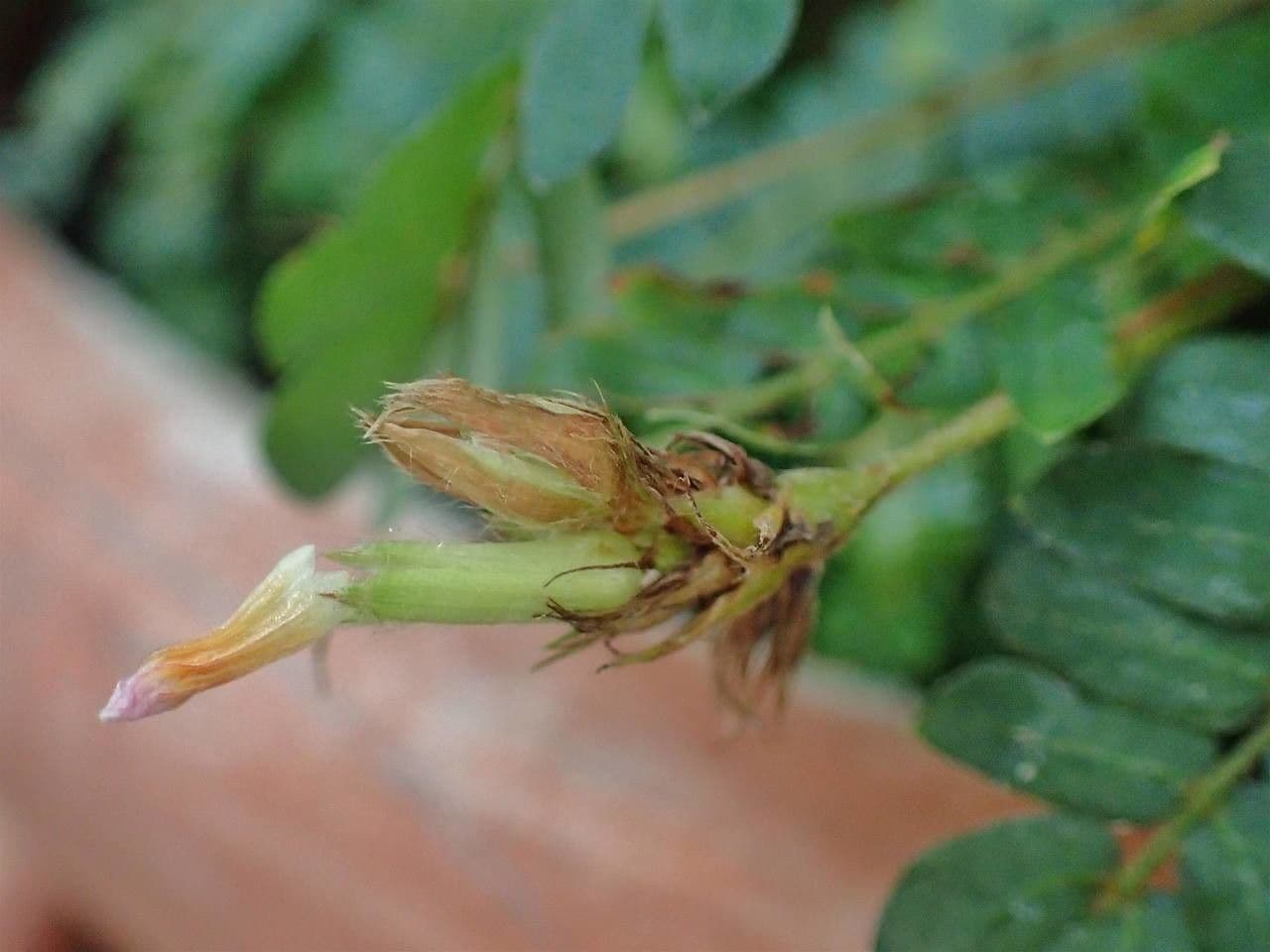 Pianta vitale 2