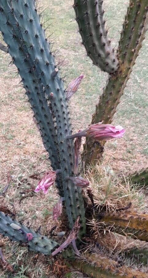 Cereus