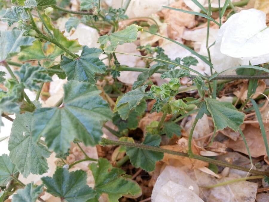 Malva minore 3