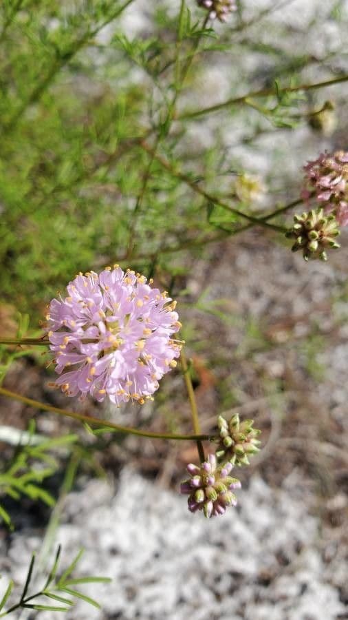 Dalea 3
