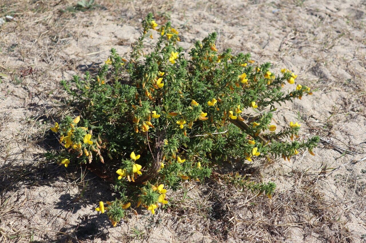 Bugrane jaune 30